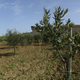 The olive orchard inside the jail.